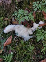 Attēlu rezultāti vaicājumam “Brefeldia maxima young”