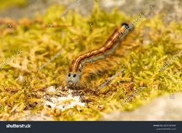 Attēlu rezultāti vaicājumam “Malacosoma neustria larva”