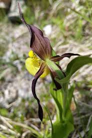 Attēlu rezultāti vaicājumam “Cypripedium calceolus”