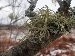 Attēlu rezultāti vaicājumam “Evernia mesomorpha”