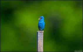 Image result for Passerina cyanea