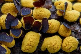 Attēlu rezultāti vaicājumam “Perichaena corticalis macro”