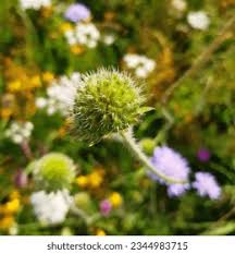 Attēlu rezultāti vaicājumam “Knautia arvensis fruit”