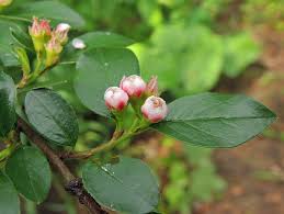 Attēlu rezultāti vaicājumam “Cotoneaster divaricatus”