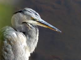 Attēlu rezultāti vaicājumam “Dendrocopos medius adult”