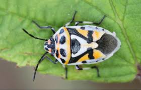 Attēlu rezultāti vaicājumam “Eurydema dominulus imago”