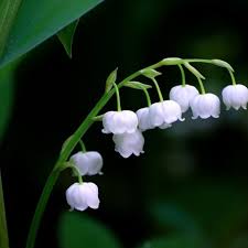 Attēlu rezultāti vaicājumam “Convallaria majalis flower”
