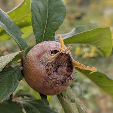 Attēlu rezultāti vaicājumam “Mespilus germanica fruit”