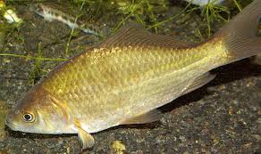 Attēlu rezultāti vaicājumam “Carassius auratus”