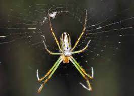 Attēlu rezultāti vaicājumam “Tetragnathidae”