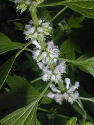 Image result for Leonurus cardiaca