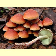 Attēlu rezultāti vaicājumam “Hypholoma sp.”