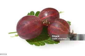 Attēlu rezultāti vaicājumam “Ribes uva-crispa fruit”