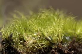 Attēlu rezultāti vaicājumam “Campylopus pyriformis”