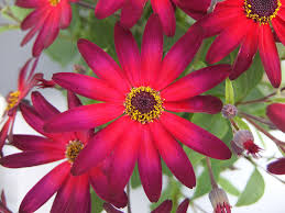 Attēlu rezultāti vaicājumam “Cribraria martinii”