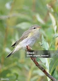 Attēlu rezultāti vaicājumam “Phylloscopus trochilus”