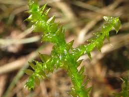 Attēlu rezultāti vaicājumam “Plagiothecium cavifolium”