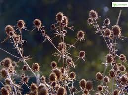 Attēlu rezultāti vaicājumam “Eryngium planum fruit”
