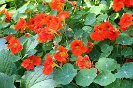 Image result for Tropaeolum majes