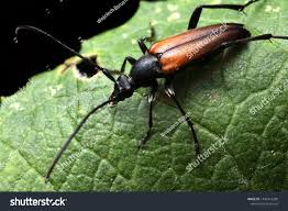 Attēlu rezultāti vaicājumam “Pseudovadonia livida”