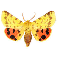 Attēlu rezultāti vaicājumam “Rhyparia purpurata”