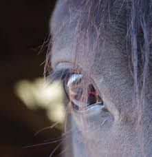 Image result for Stoneleigh Riding Club