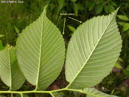 Attēlu rezultāti vaicājumam “Ulmus laevis leaf”