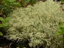 Attēlu rezultāti vaicājumam “Cladonia mitis”