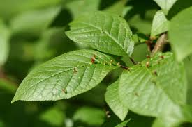 Attēlu rezultāti vaicājumam “Eriophyes padi”