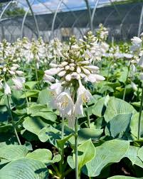 Image result for Hosta sieboldiana 'Elegans'