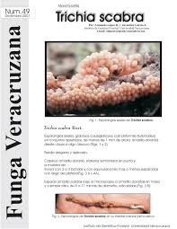 Attēlu rezultāti vaicājumam “Trichia scabra”