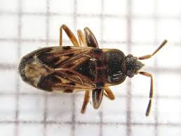 Attēlu rezultāti vaicājumam “Scolopostethus thomsoni”