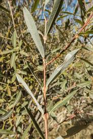 Attēlu rezultāti vaicājumam “Salix purpurea”