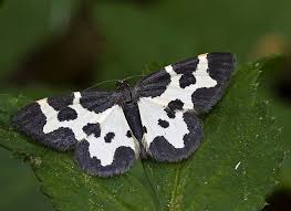 Attēlu rezultāti vaicājumam “Lomaspilis marginata”