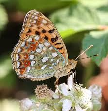 Attēlu rezultāti vaicājumam “Argynnis adippe underside”