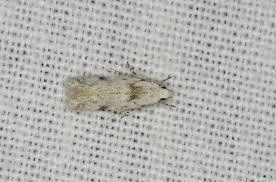 Attēlu rezultāti vaicājumam “Carpatolechia alburnella”