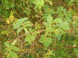 Attēlu rezultāti vaicājumam “Rosa subcanina leaf”