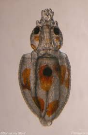 Image result for Dosidicus gigas