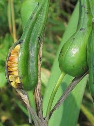 Attēlu rezultāti vaicājumam “Iris pseudacorus fruit”
