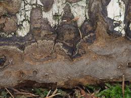 Attēlu rezultāti vaicājumam “Phellinus laevigatus”