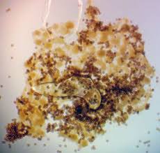 Attēlu rezultāti vaicājumam “Physarum murinum”