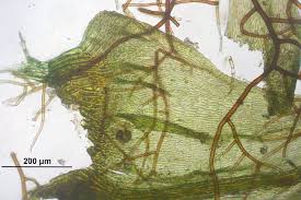 Attēlu rezultāti vaicājumam “Palustriella commutata”