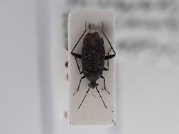 Attēlu rezultāti vaicājumam “Polymerus palustris”