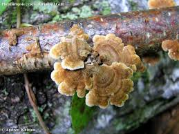 Attēlu rezultāti vaicājumam “Plicaturopsis crispa”