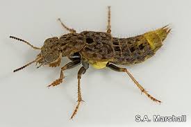 Attēlu rezultāti vaicājumam “Staphylinidae”