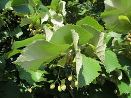 Attēlu rezultāti vaicājumam “Tilia tomentosa”