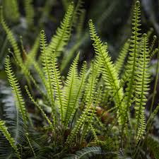 Attēlu rezultāti vaicājumam “Blechnum spicant”