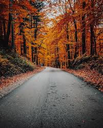 Bildergebnis für Fall…