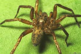 Attēlu rezultāti vaicājumam “Agroeca brunnea”