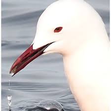 Image result for Chroicocephalus genei